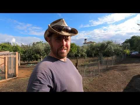 Chave a Sua Fórmula para Ganhar no Caminho do Frango em Portugal, chicken road game
