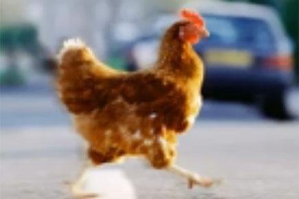 Image: Kennen jullie het populaire speelautomaten spel Chicken Road in Nederland?