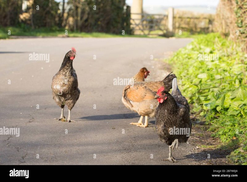 Descubre las estrategias para jugar en el Casino de la Ruta del Pollo en España, chicken road casino