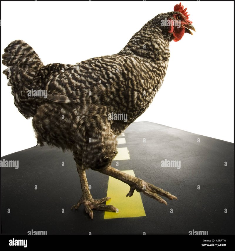 Discover chicken road gokspel